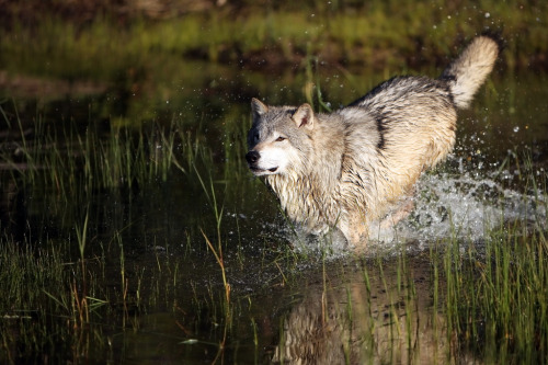 XXX wolveswolves:  By Megan Lorenz  photo