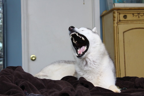 Puppies And Dogs Fangasm