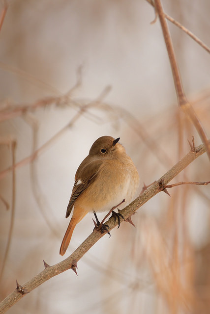 Daurian Redstart by damselfly-eye on Flickr.