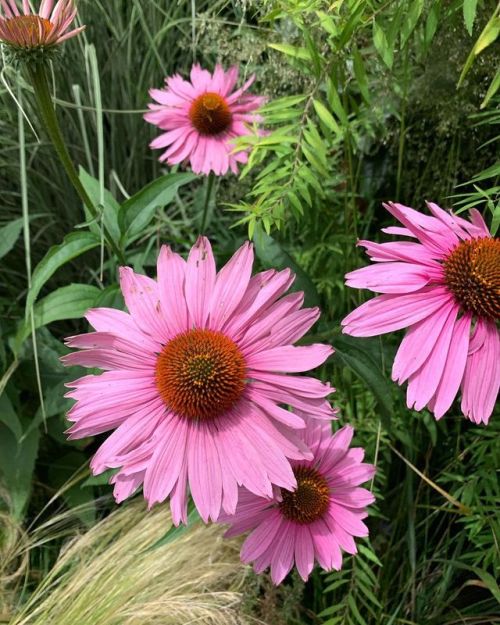 Going to fill your feed with flowers (at Oregon Zoo) www.instagram.com/p/B0jc5pnAHqqOQF6dawY