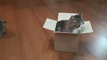 thefingerfuckingfemalefury: “I HAVE NO IDEA HOW TO GET OUT OF THIS BOX” 
