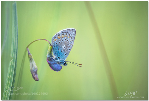 common blue by LucVanDeWeghe