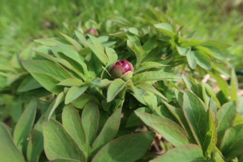 Paeonia humilis ‘Juhannuspioni’ — dwarf peony