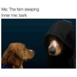 Best Dog Memes(Or Anything Else That Has