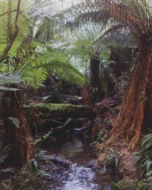 #bush #bushwalking #fern #palmtree #rainforest #forest #trees #river #nature #landscape #scenery #au