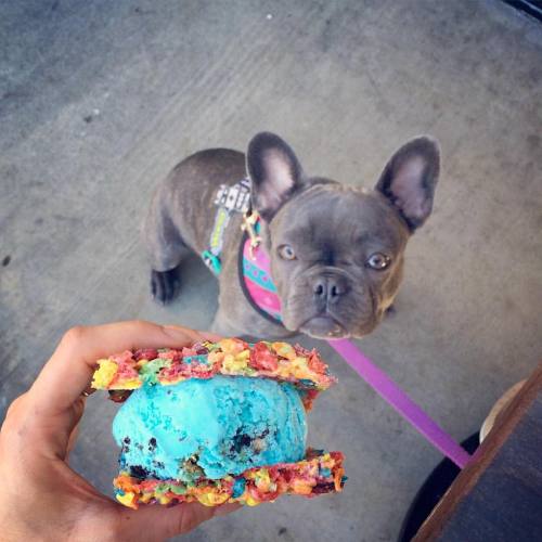 birdyally:  kriss-tea:If that’s vegan gluten free soy free antibiotics free raw non GMO organic fat free low carb I would love a bite please human thanks (at Milk Bar) Fruity pebbles and DF ice cream hehe