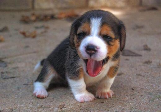 thecutestofthecute:  So National Puppy Day was yesterday! (March 23rd) This is for