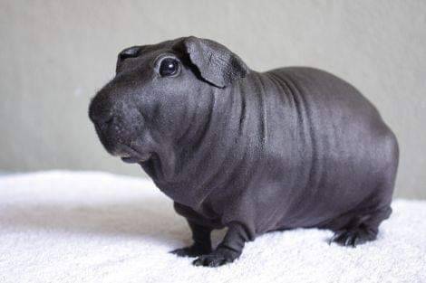 sixpenceee:  What a hairless guinea pig looks like. Via u/pengouin85