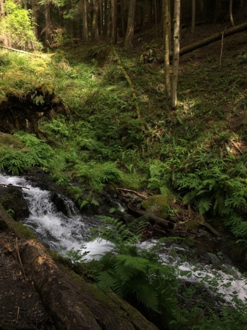 plantdoe:little waterfall