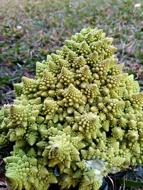 Romanesco (Brassica oleracea var. botrytis)