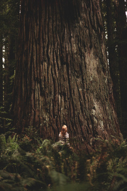 treehugger52:  Here’s a tree I’d like to hug 