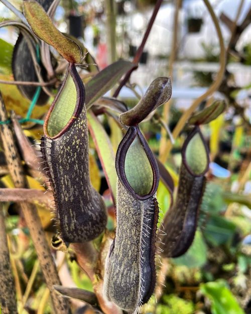 jeremiahsplants: An aerial rosette on Nepenthes mikei. (at Colorado Springs, Colorado)www.in