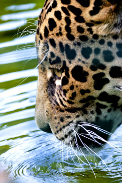 deoxify:  Thirsty cat (by wwmike) 