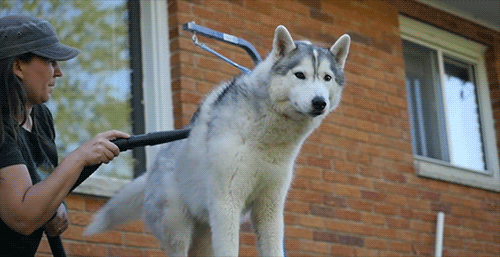 Snow Dogs Vlogs - MAKE THE ALL FLOOFY