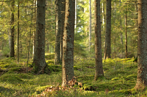 tree trunks