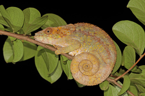 Wikipedia picture of the day on September 7, 2021: Female short-horned chameleon (Calumma brevicorne