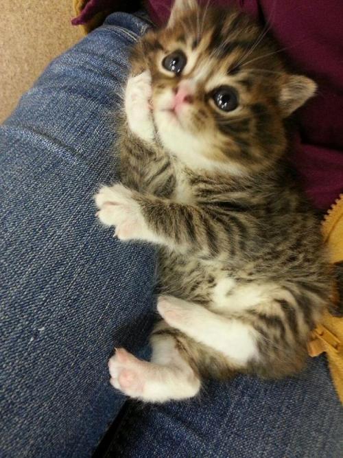 XXX awwww-cute:  Whatcha thinkin about? (Source: photo