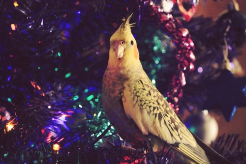 flip-thebird:Gettin’ in that Christmas spirit