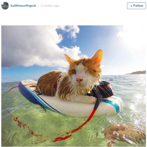 huffingtonpost:  One-Eyed Kitty Swims, Surfs adult photos