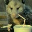 punk0possum