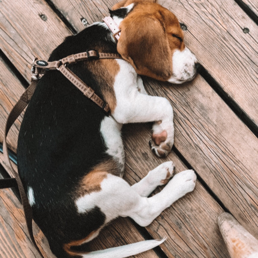 assi-thebeagle:Puppy love