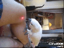 carlosvlstr:  A collection of animals chasing laser pointers, featuring…
