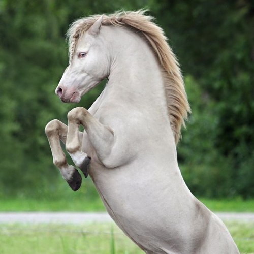 all-the-horses: Criccieth LamontBy Pwelle CurtisWelsh Pony Section A, StallionBorn 2009