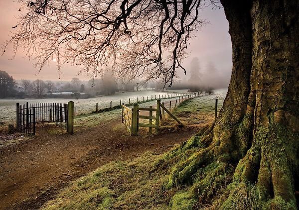 pagewoman:   Derrymore Woods, Bessbrook, Co Armagh, Northern Ireland ~ Gary McParland