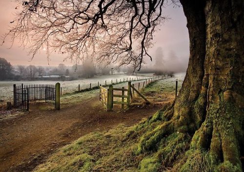 pagewoman:   Derrymore Woods, Bessbrook, Co Armagh, Northern Ireland ~ Gary McParland 