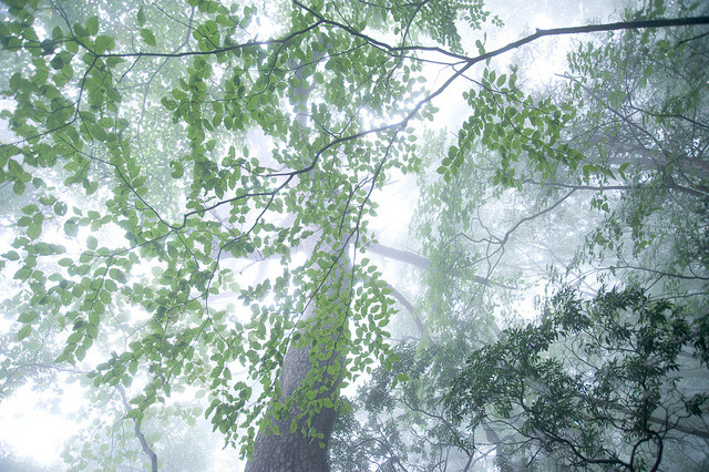 hasuyuri:  in the mist by Shitosa Tashimaya on Flickr. 
