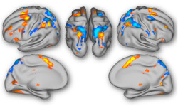 neurosciencestuff:  To predict, perchance to update: Neural responses to the unexpected Among the brain’s many functions is the use of predictive models to processing expected stimuli or actions. In such a model, we experience surprise when presented