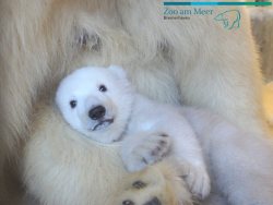 zooborns:  Quick Vet Visit for Zoo Am Meer’s Little Polar Bear Cub  How long did it take the veterinary team to perform a complete physical exam on this Polar Bear cub at Germany’s Bremerhaven Zoo?  Find our at Zooborns.