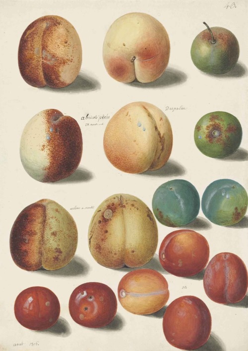 Apricots, peaches and plums.1816. Graphite, watercolour and bodycolour. 29 x 20.5 cm. French School.