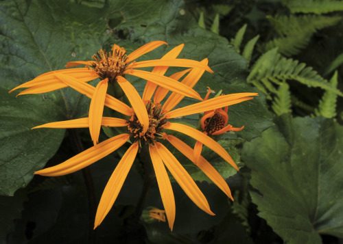 Ligularia Desdemona doing her thing in the August shade garden.   Autumn Brilliance Autumn Fern and 