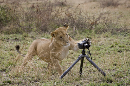 nubbsgalore:  photos by (click pic) stefan meyers, david schultz, igor laptev, will burrard-lucas, simon roy, vadim trunov, michaela walch, ed hetherington, chris du plessis, jim lawrence, paul soulders 