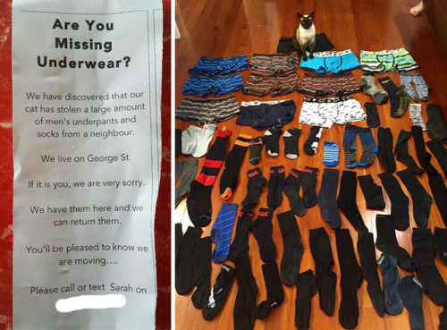 pr1nceshawn:  Cats Certainly Know How To Keep Things Interesting.