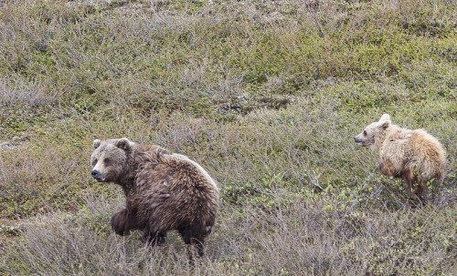 warcrimesimulator:Grizzly bears (Ursus arctos horribilis) Northeast National Petroleum Reserve in Al