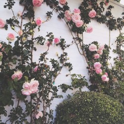 anythingbutdarling.tumblr.com post 148628060929