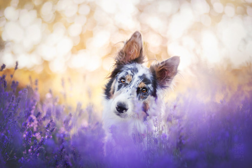 boredpanda:I Brought Our Dogs To The Lavender Gardens To Capture Their Pure Joy