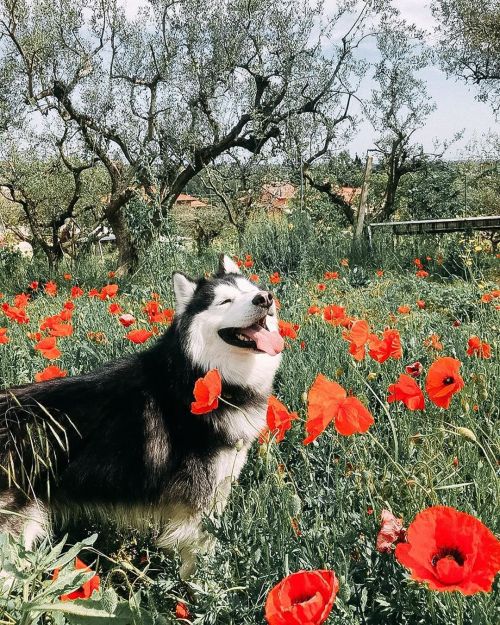 atraversso:   Happy weekend to all by shady.the.husky  