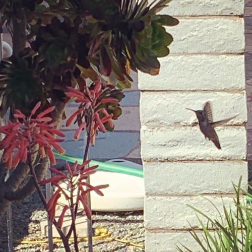 Hummingbird  (at Hacienda Pèrez-Garcia)
