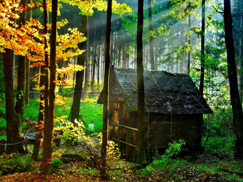 elvenforestworld: Log cabin