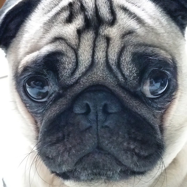 ilovepugs4ever:  Follow Dog Quotes. 