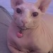 jacsunshine:F A T 