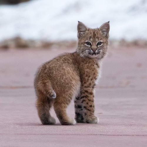 wildlife-nature-photo:Bobcat kitten  (Lynx rufus)