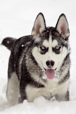 wolverxne:  Husky in the Snow ~ by: Lip