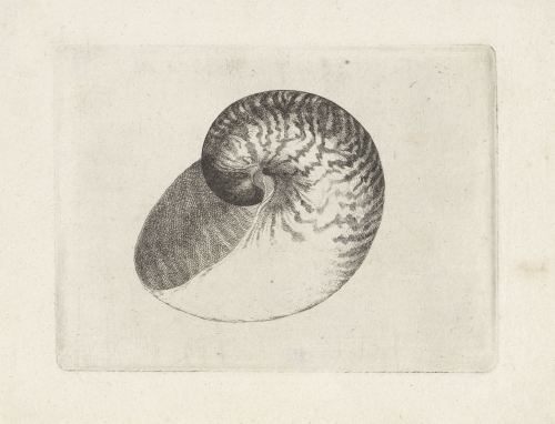 Seashells, Wenceslaus Hollar, Antwerp, 1644 - 1652RIJKS AmsterdamProvenance: not mentioned on websit