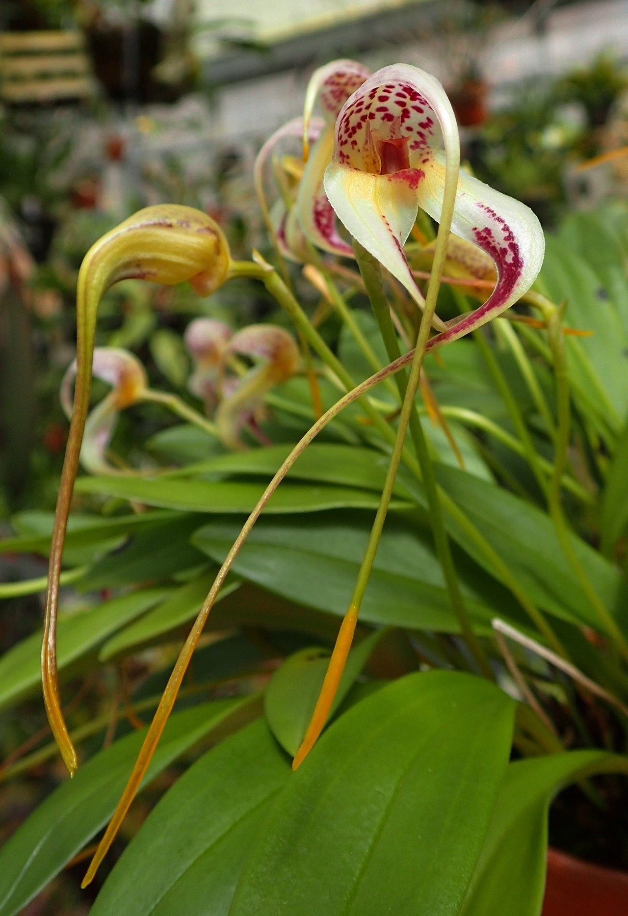 orchid-a-day:   Masdevallia schmidt-mummii   March 7, 2018  