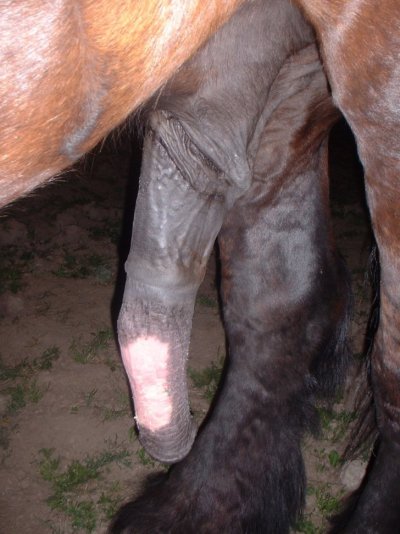 Tumblr horse cock My sister