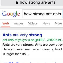 buffy-the-pipe-slayer:  Ants are actually